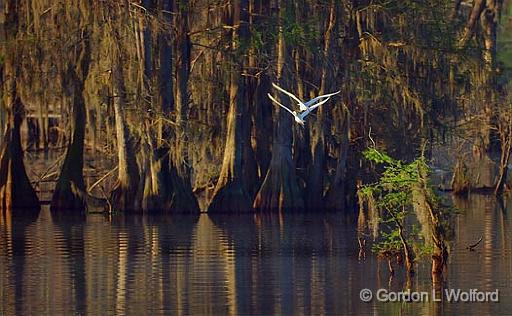 Egret Pair In Flight_45499.jpg - Great Egrets (Ardea alba)Photographed at Lake Martin near Breaux Bridge, Louisiana, USA.